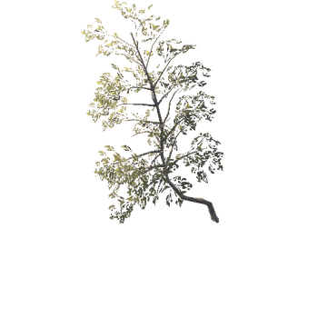 Pine 03